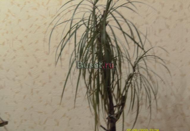 Драцена Санкт-Петербург