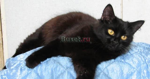 Чёрная молодая кошка Москва
