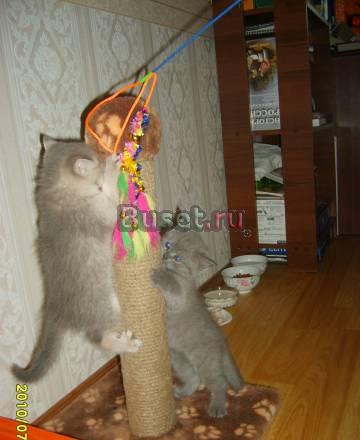 Британские котята Чехов