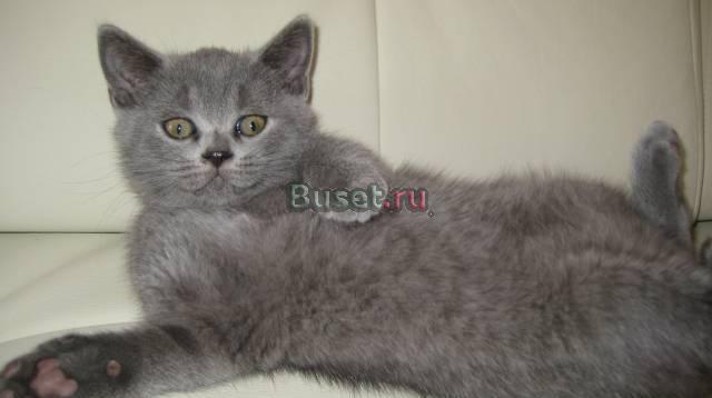 Британские котята Саратов