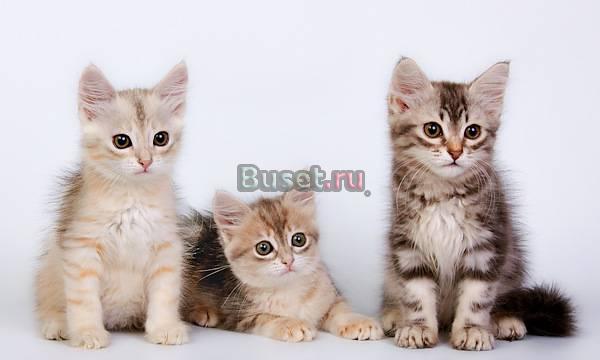 Выставка-продажа породистых котят Саратов