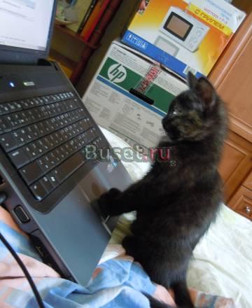 Кошечка - котенок 2, 5 месяца Рязань