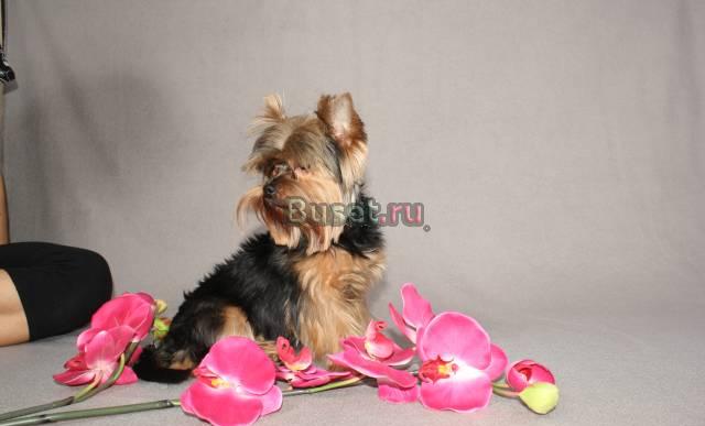 Стрижки собак,йорк,пекинес,орхидея Санкт-Петербург
