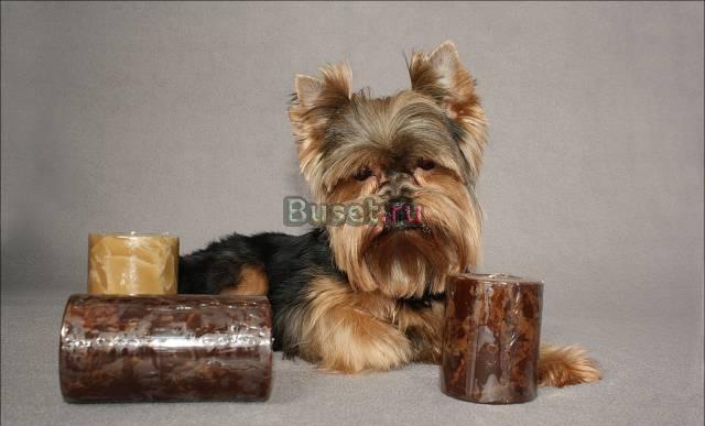 Стрижки собак,йорк,пекинес,орхидея Санкт-Петербург