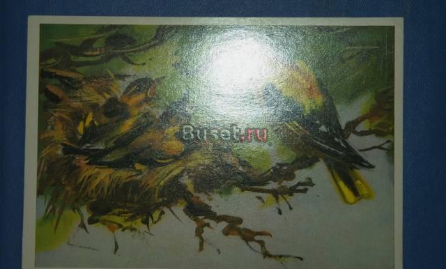 Открытка. Иволга. Санкт-Петербург