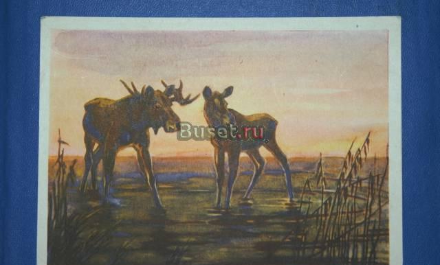 Открытка. Лоси на водопое. Санкт-Петербург