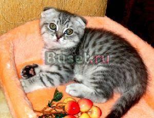 Шотландские котята фолд и страйт Москва