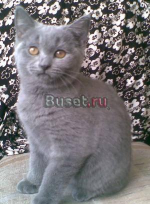 Британские котята Тольятти