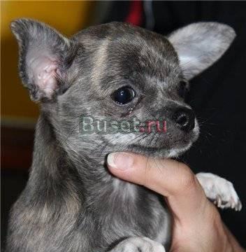 Щенок чихуахуа, 2,5 месяца, сука Екатеринбург