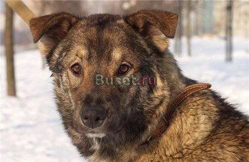 Малыш - красивый пес в лучшие руки (Питер) Санкт-Петербург