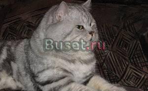Скотиш страйт, приглашает на вязку Москва