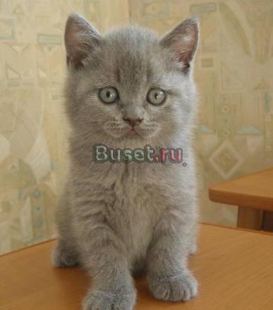 Голубая шотландская девочка Москва