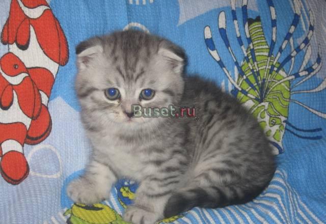 Вислоухие медвежата, мальчики с родоловной Москва