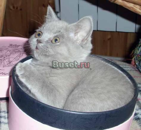 Симпатичные британские котята Москва