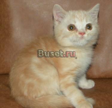 Шотландский прямоухий котик Москва