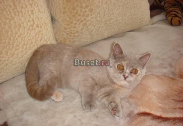 Британский котёнок Новосибирск