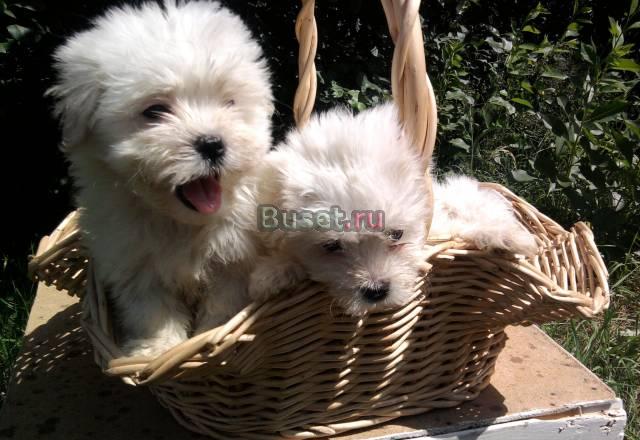 Щенки мальтезе Москва