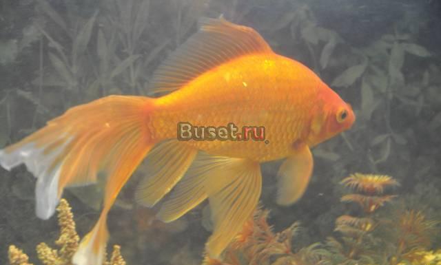 Продам большую рыбку Москва