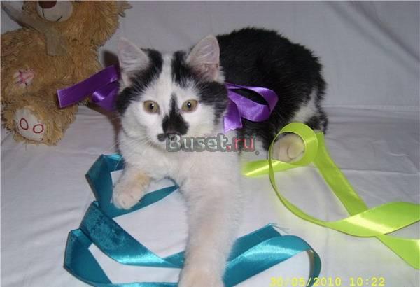 Котик Клякса  лучшее лекарство от стресса Москва