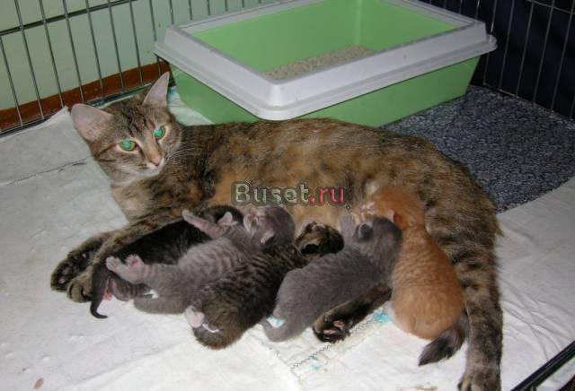 Очень симпатичные котята от домашней кошки-богатки Пермь