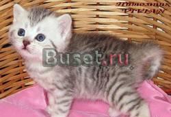 Британские клубные котята вискас из питомника vivi Москва