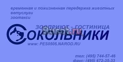 кошки Москва