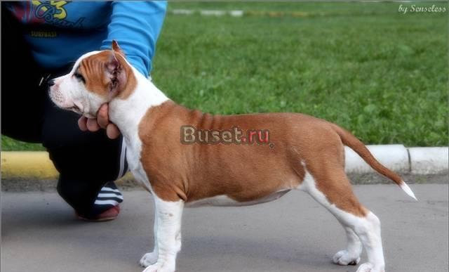 Американского стаффордширского терьера щенки Москва