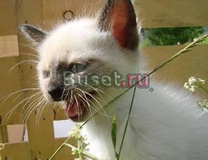 Сиамские котята, 1.5 месяца Санкт-Петербург