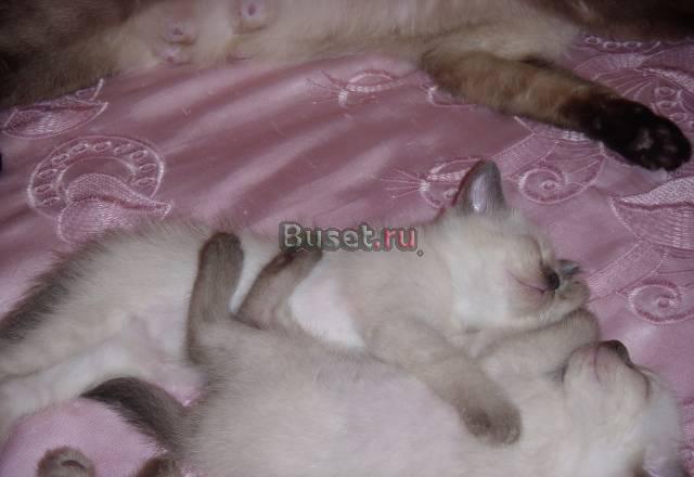 Тайские (сторотипные сиамские) котята Воронеж