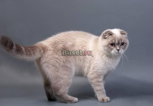 Котята Москва