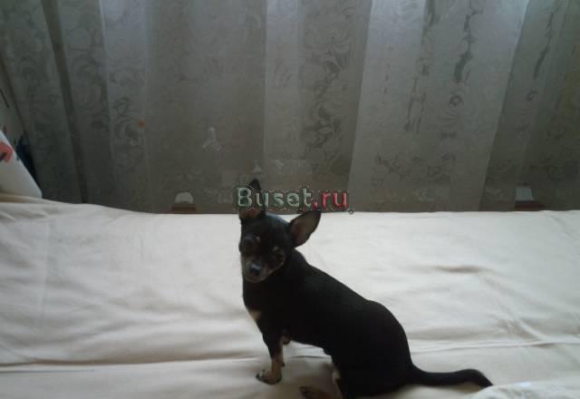 Кобель для вязки Саратов