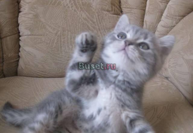Элитные плюшевые британцы, шотландские вислоухие Челябинск
