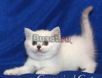 Британские котята Серебристые шиншиллы Москва
