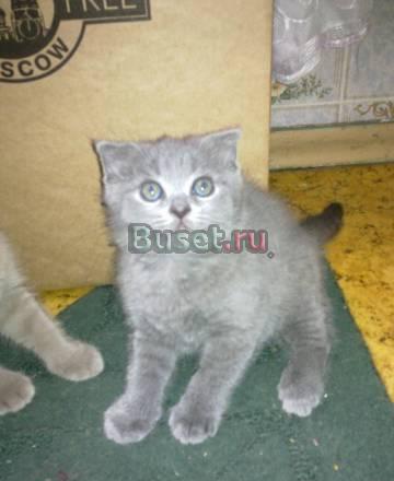 Голубые и лиловые котята Москва