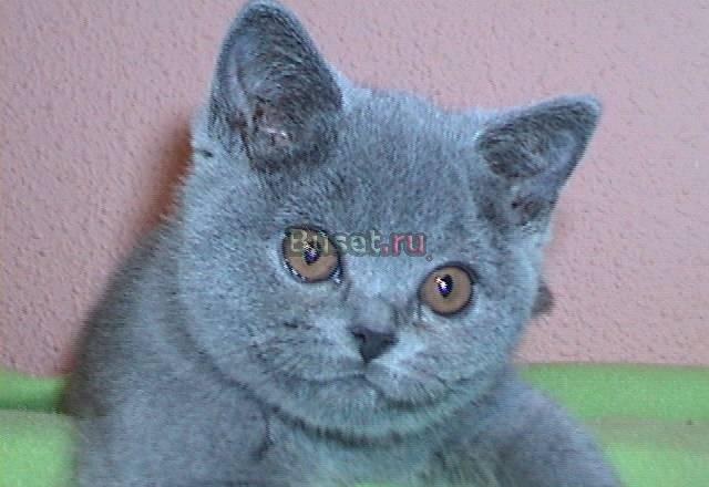 Выставка и продажа котят ВВЦ Москва
