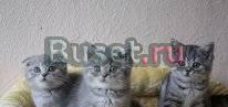 Выставка и продажа котят ВВЦ Москва