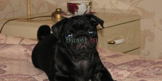 Девочка чёрного окраса Воскресенск