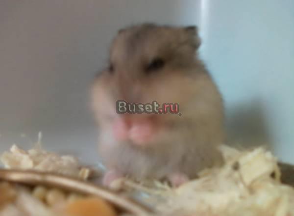 Джунгарский хомячок, возраст 1мес и неделя Москва