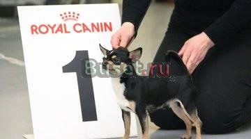 VIP - Чихуахуа Микро, мини от Чемпиона Москва