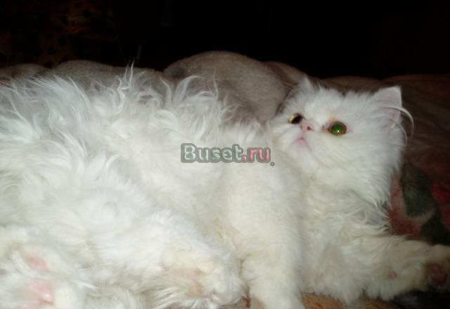 Персидский кот для вязки Нижний Тагил