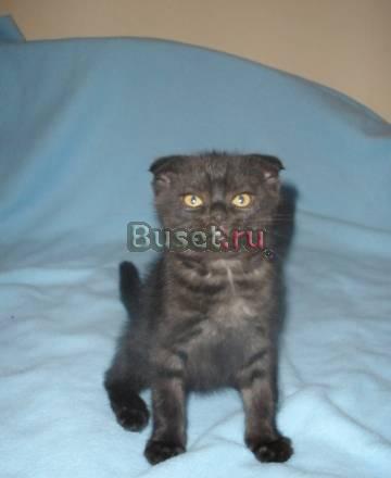 Скотиш-фолд Москва