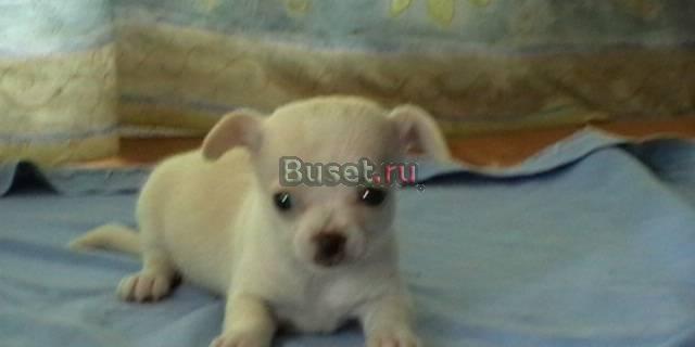 Чихуахуа мини и стандарт Москва