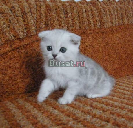Вислоухий зеленоглазый котенок Москва