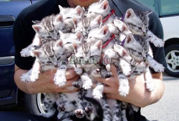 Сниму комнату Санкт-Петербург
