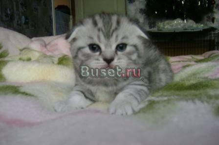 Продаю котят.Британские,Шотланские Москва