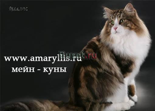 Мейн-куны  американские линии  питомник Москва