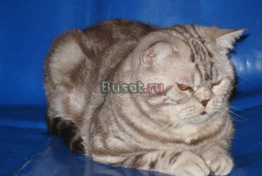 Кот Чемпион  ( 2 х cacib ) страйт для вязки Казань