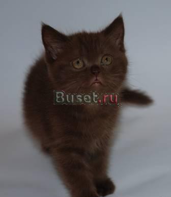 Британский шоколадный котик недорого Москва