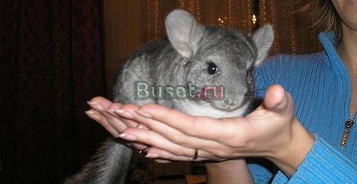 Шиншиллы и шиншиллята Санкт-Петербург