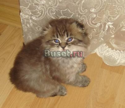 Продаются котята, британцы вислоухие Москва